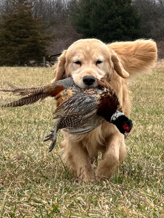 Dog picture