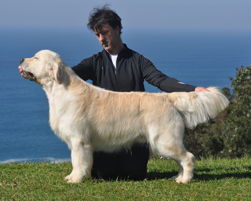 Dog picture