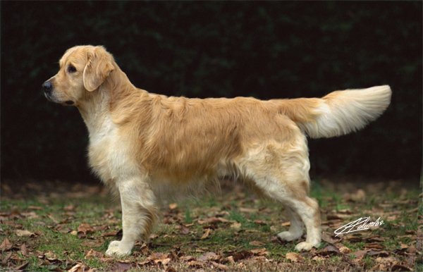 Dog picture