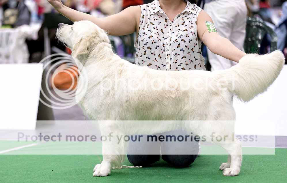Dog picture