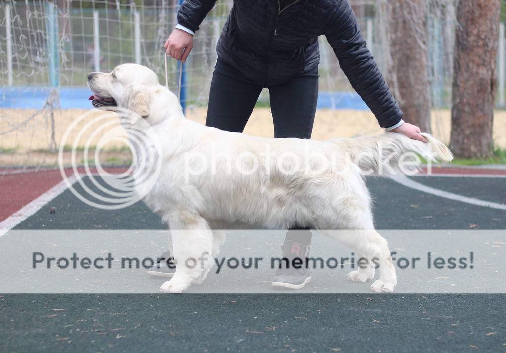 Dog picture