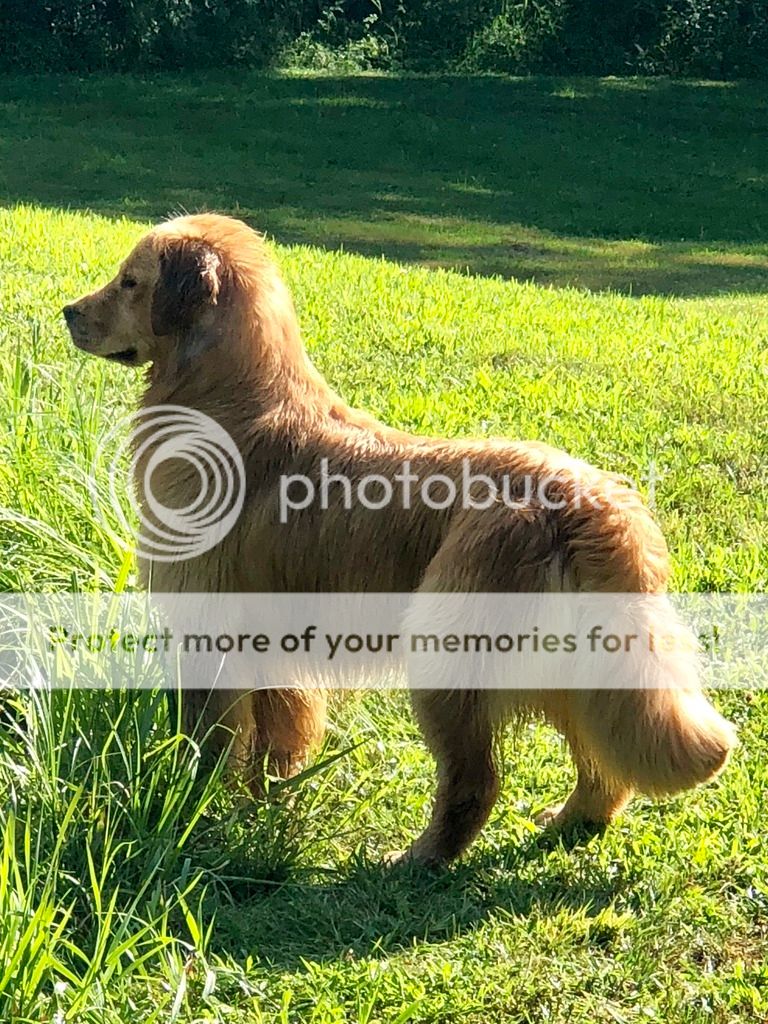Dog picture