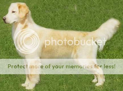 Dog picture