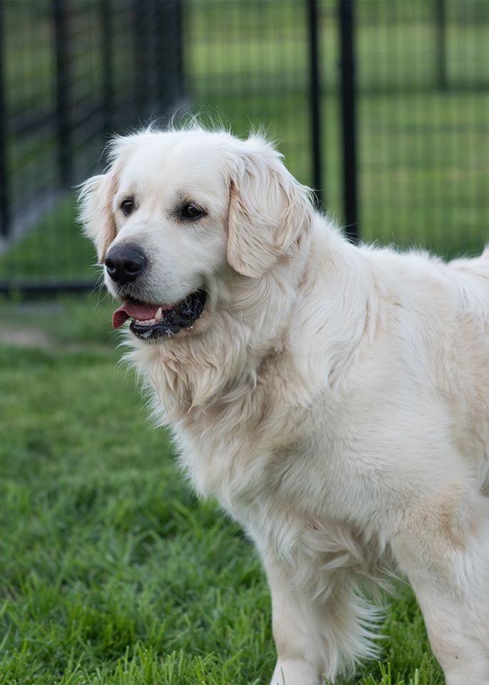 Dog picture