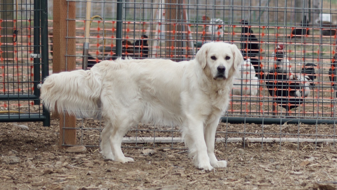 Dog picture