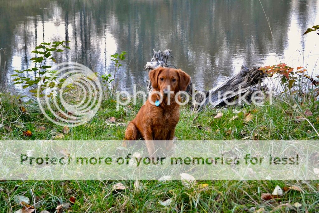 Dog picture