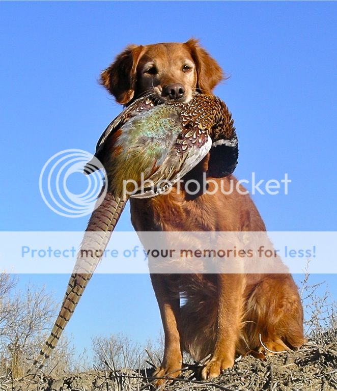 Dog picture