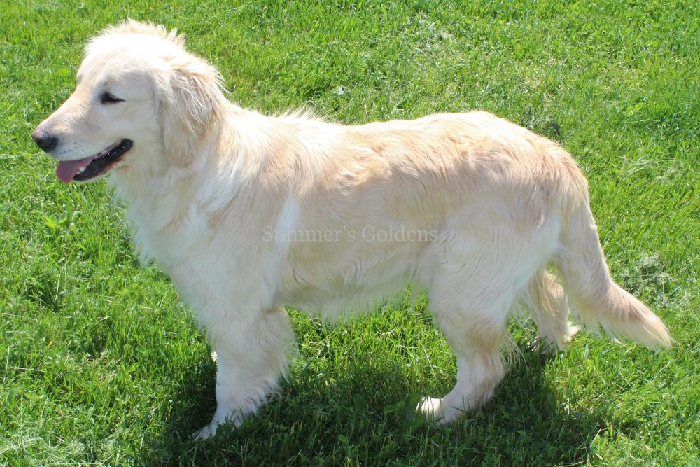 Dog picture