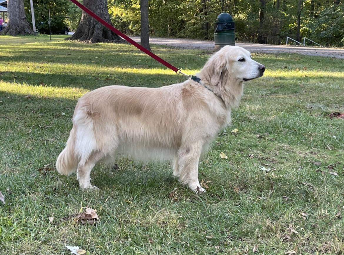 Dog picture