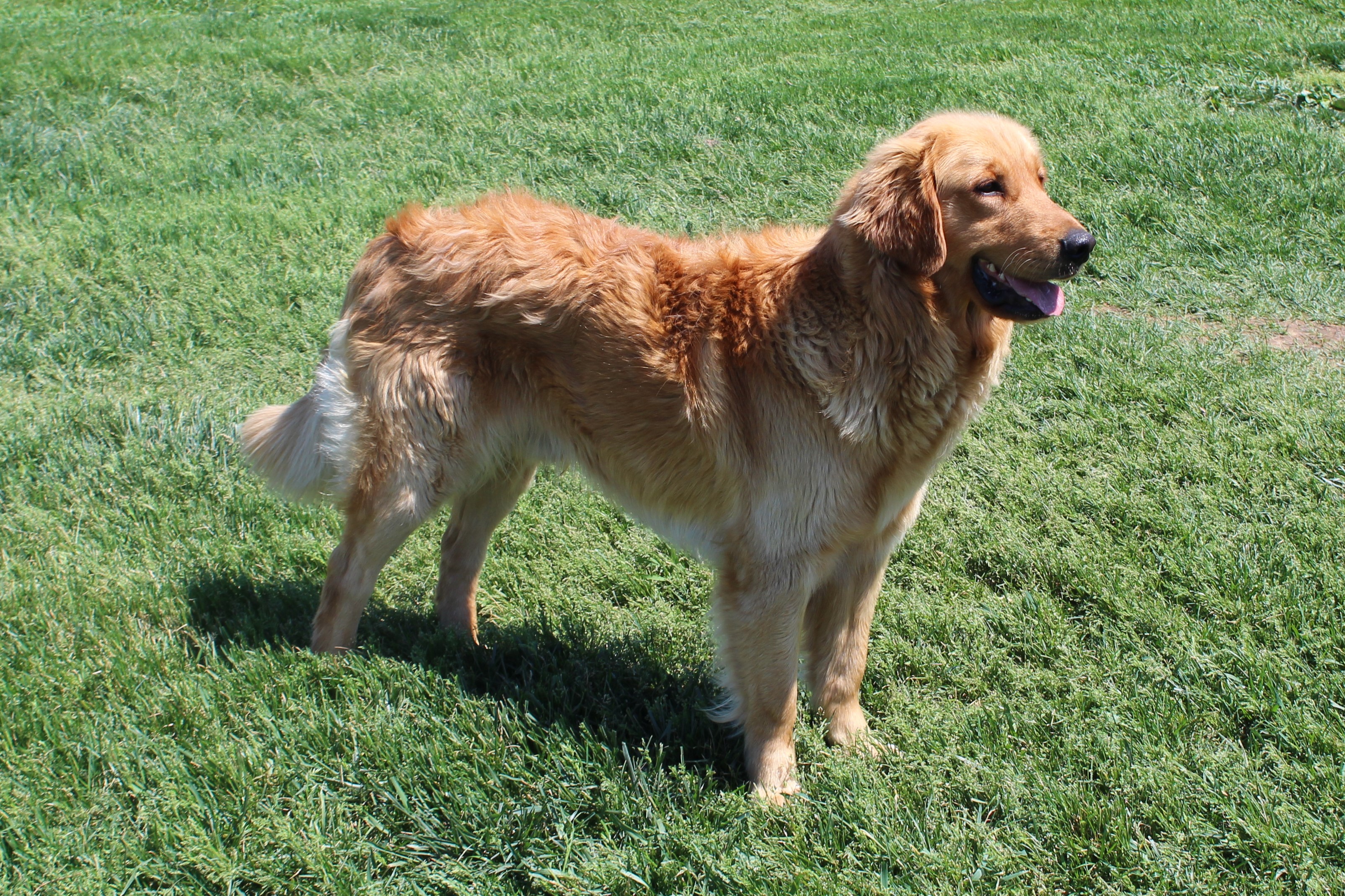 Dog picture