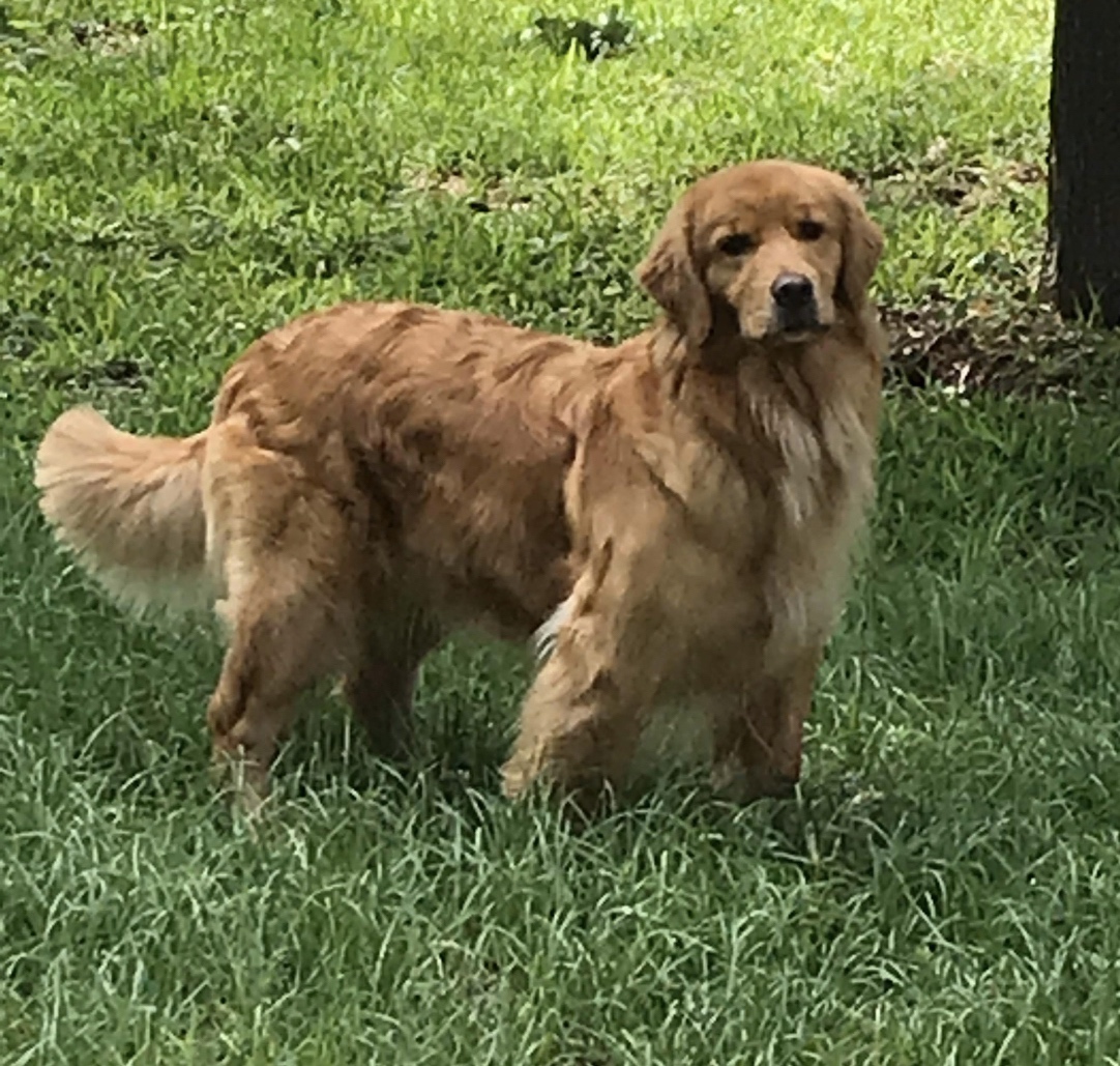 Dog picture