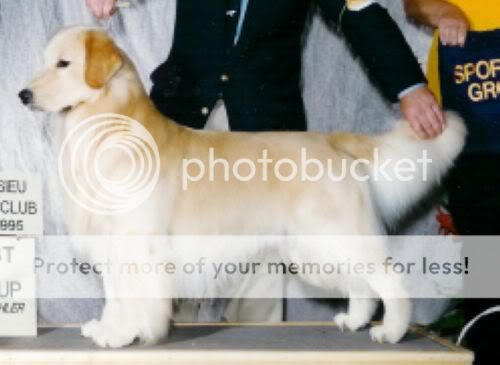 Dog picture