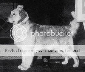 Dog picture