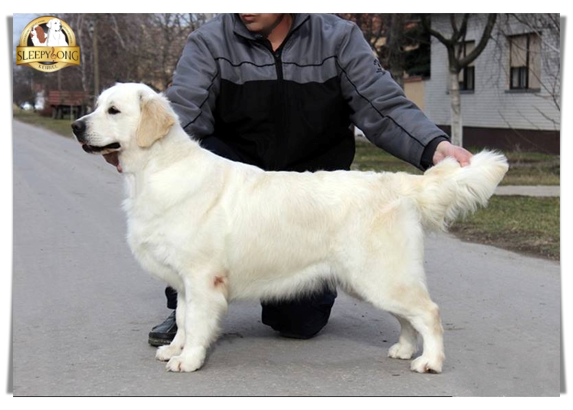 Dog picture