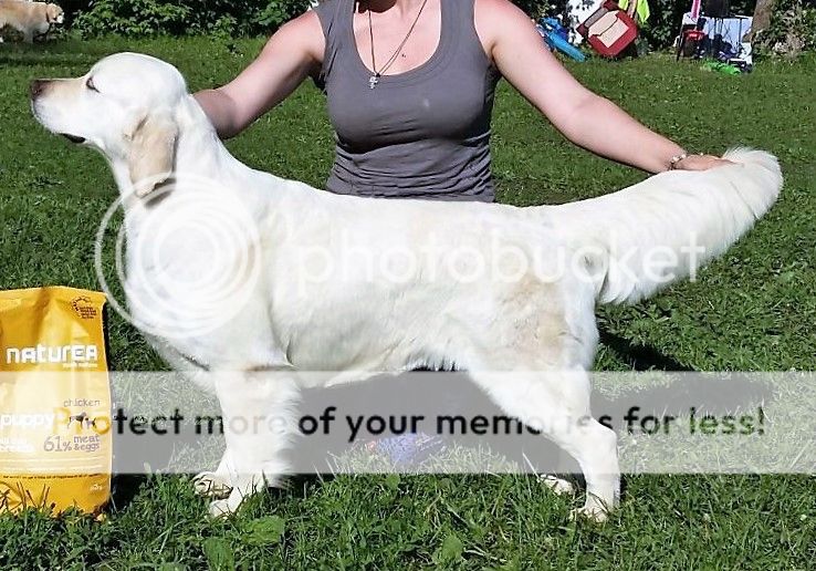 Dog picture