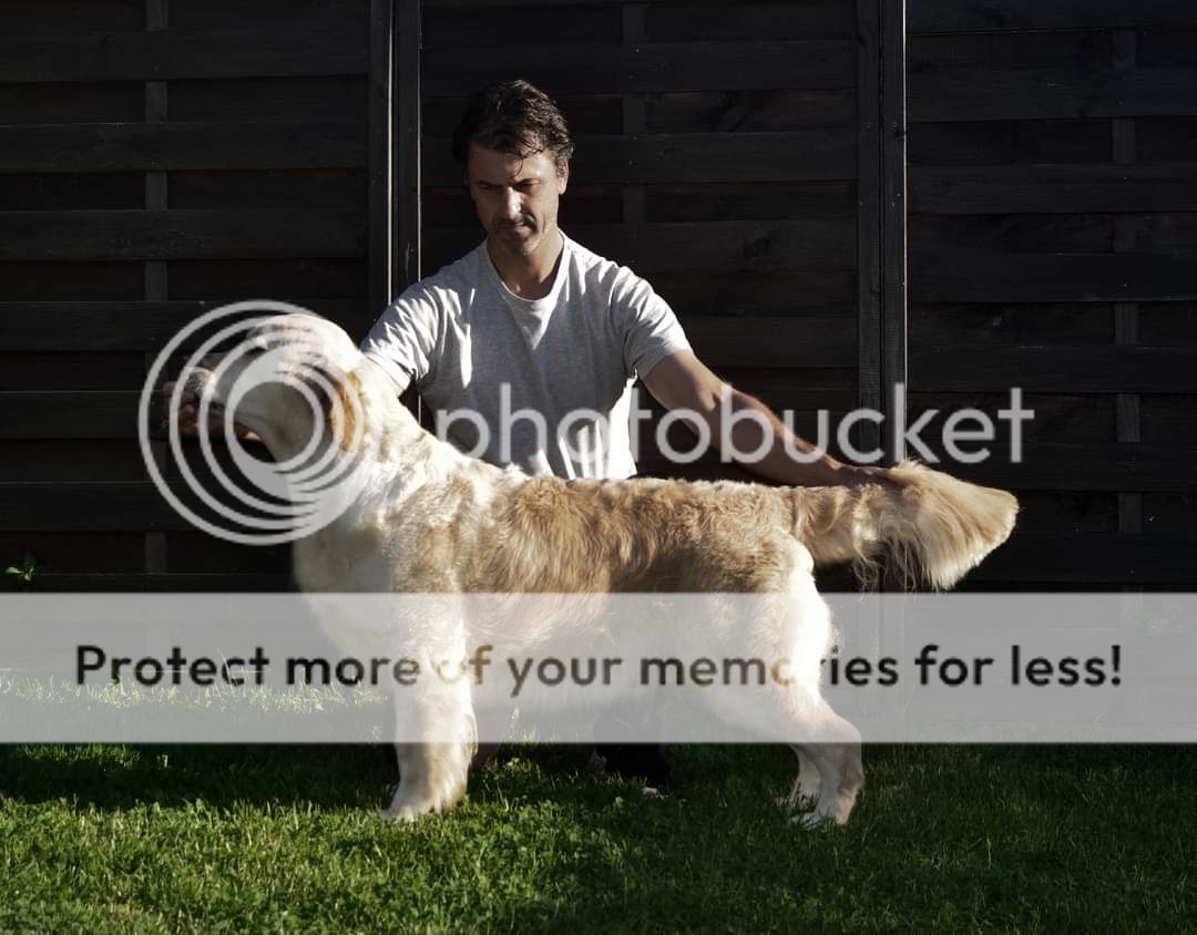 Dog picture