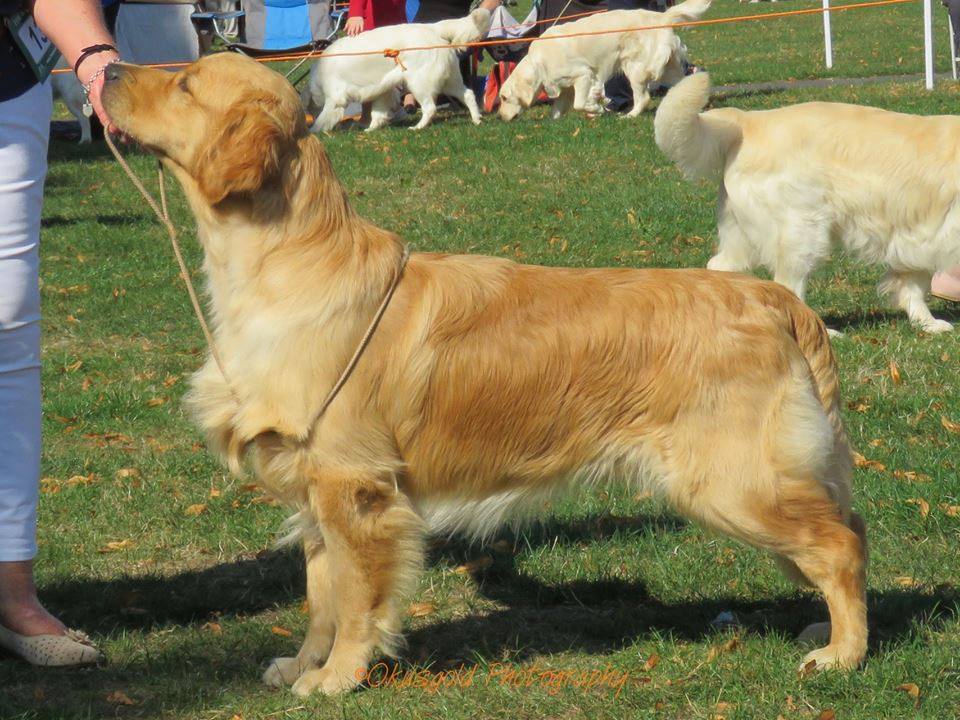Dog picture