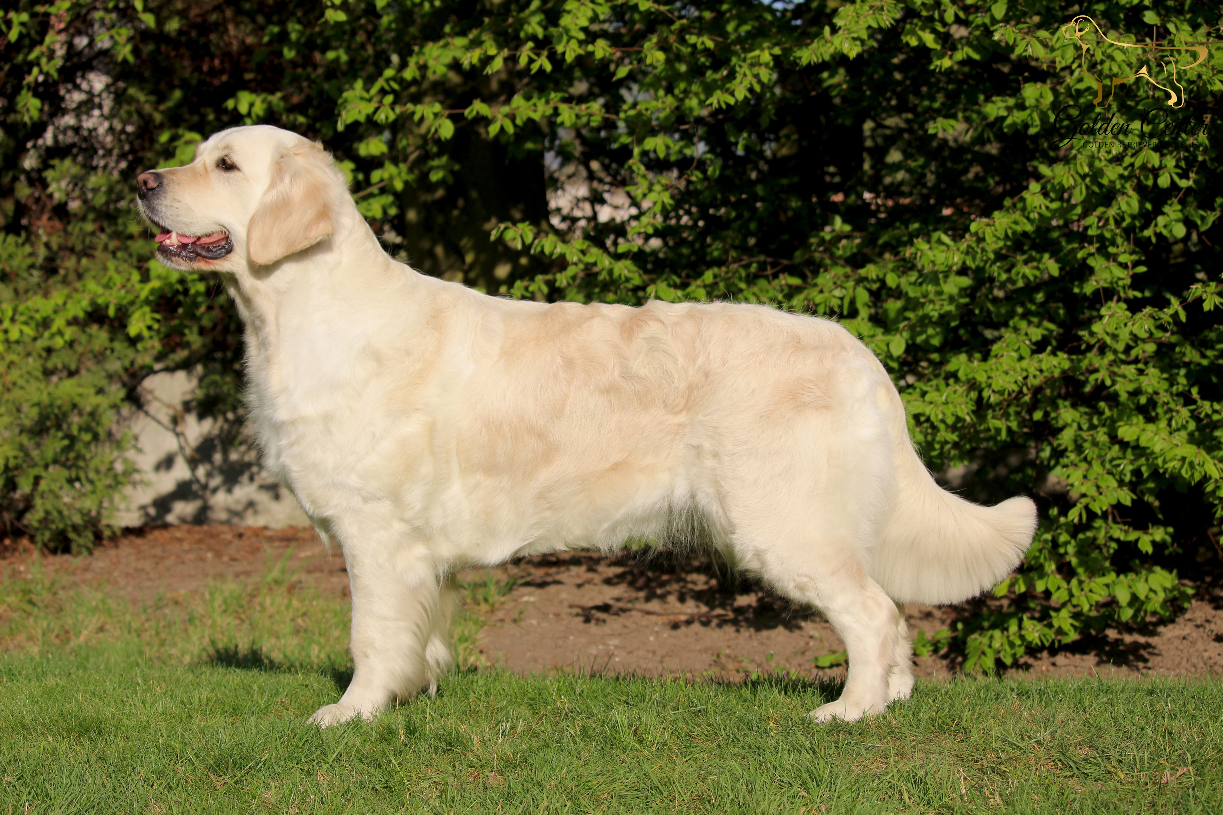 Dog picture