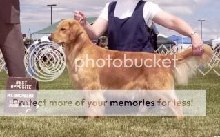 Dog picture