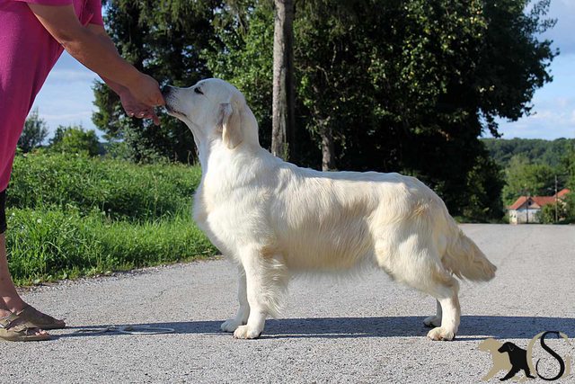 Dog picture