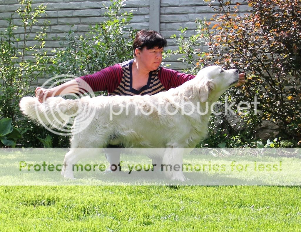 Dog picture