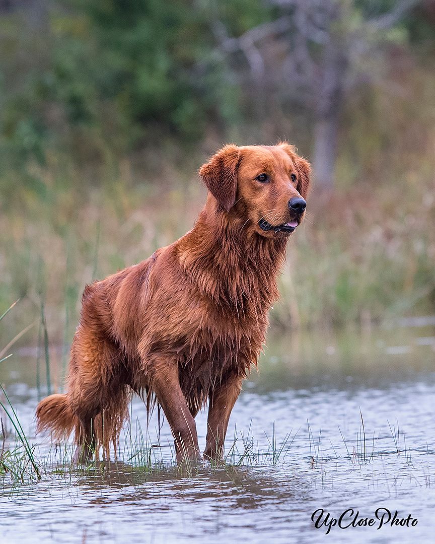 Dog picture