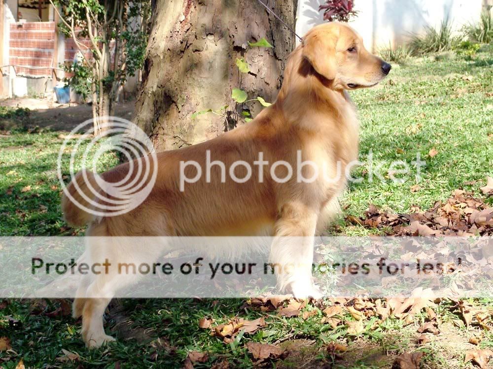 Dog picture