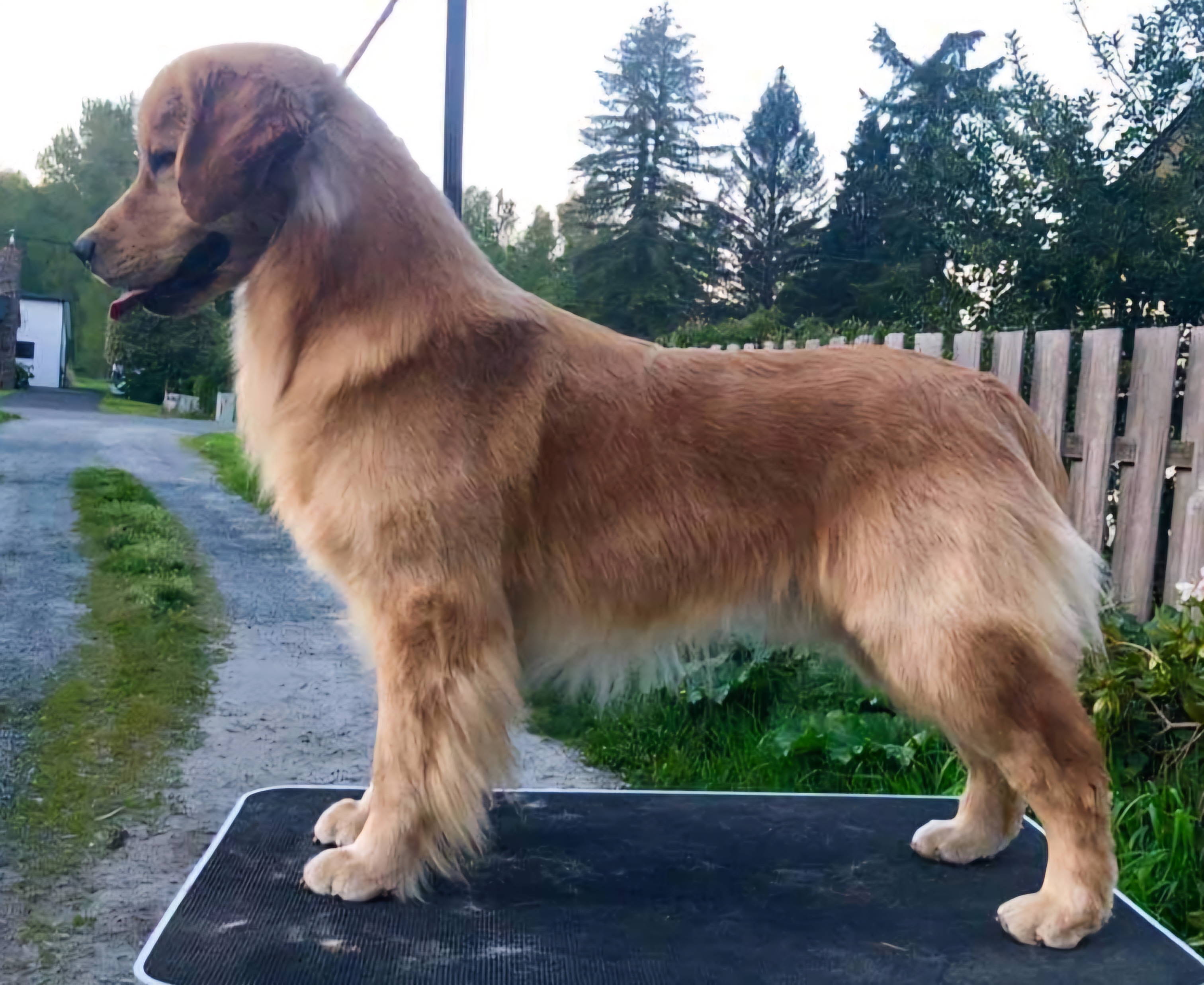 Dog picture