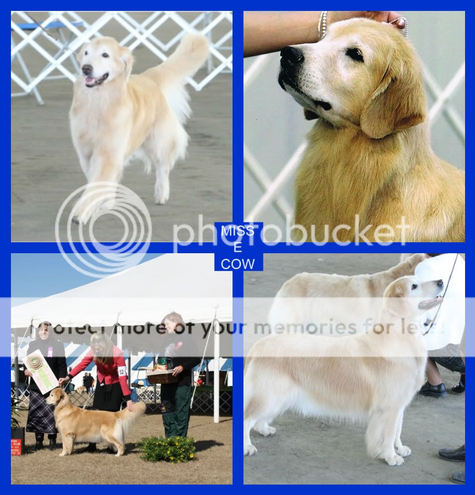Dog picture