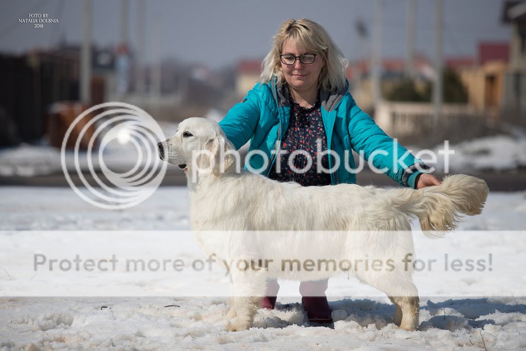 Dog picture
