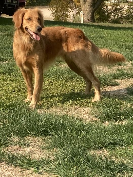 Dog picture