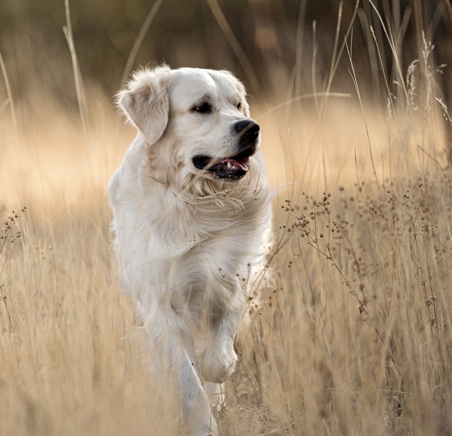 Dog picture