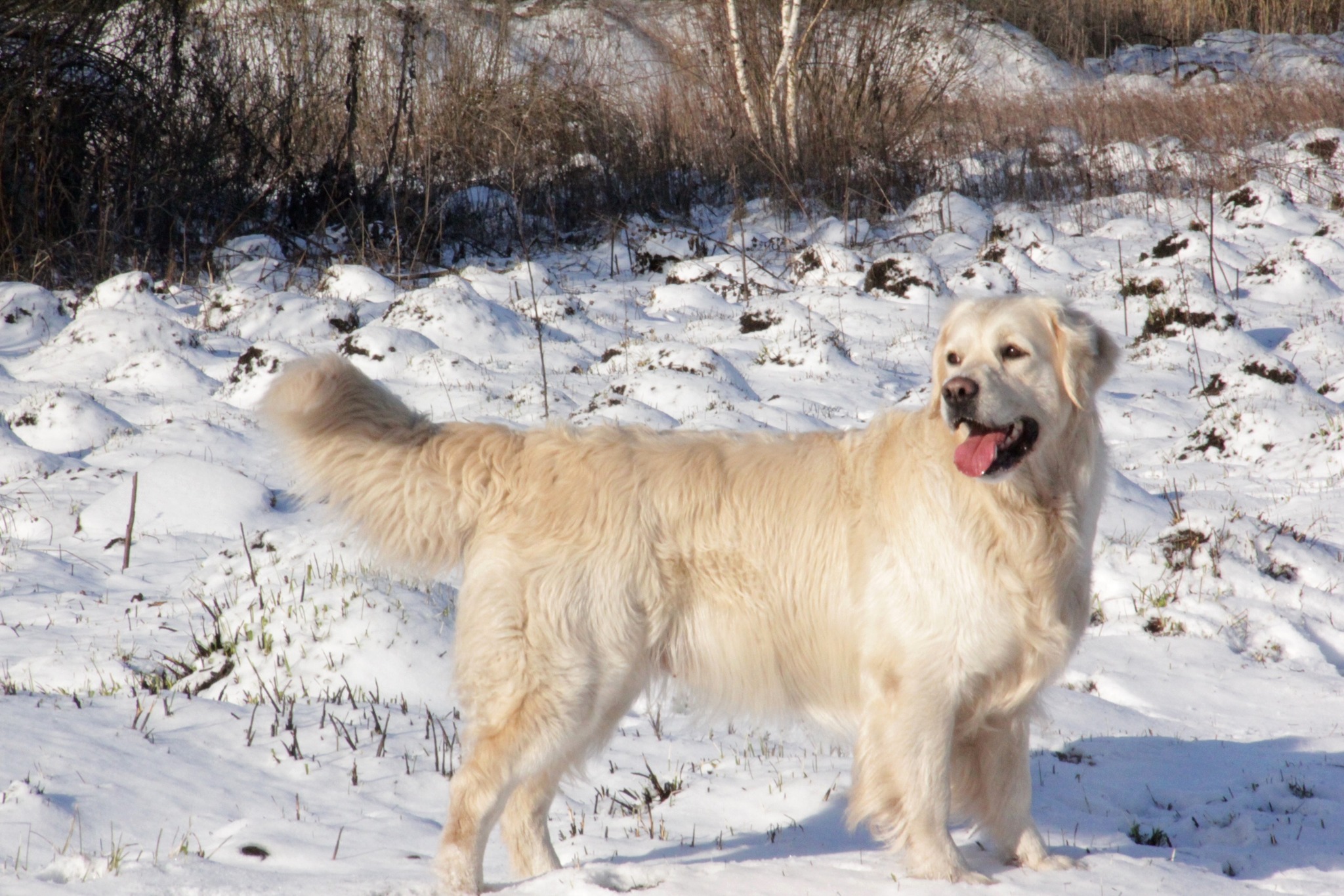 Dog picture