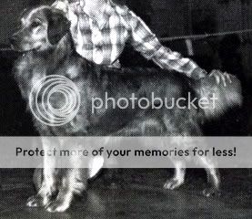 Dog picture