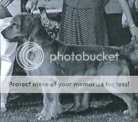 Dog picture