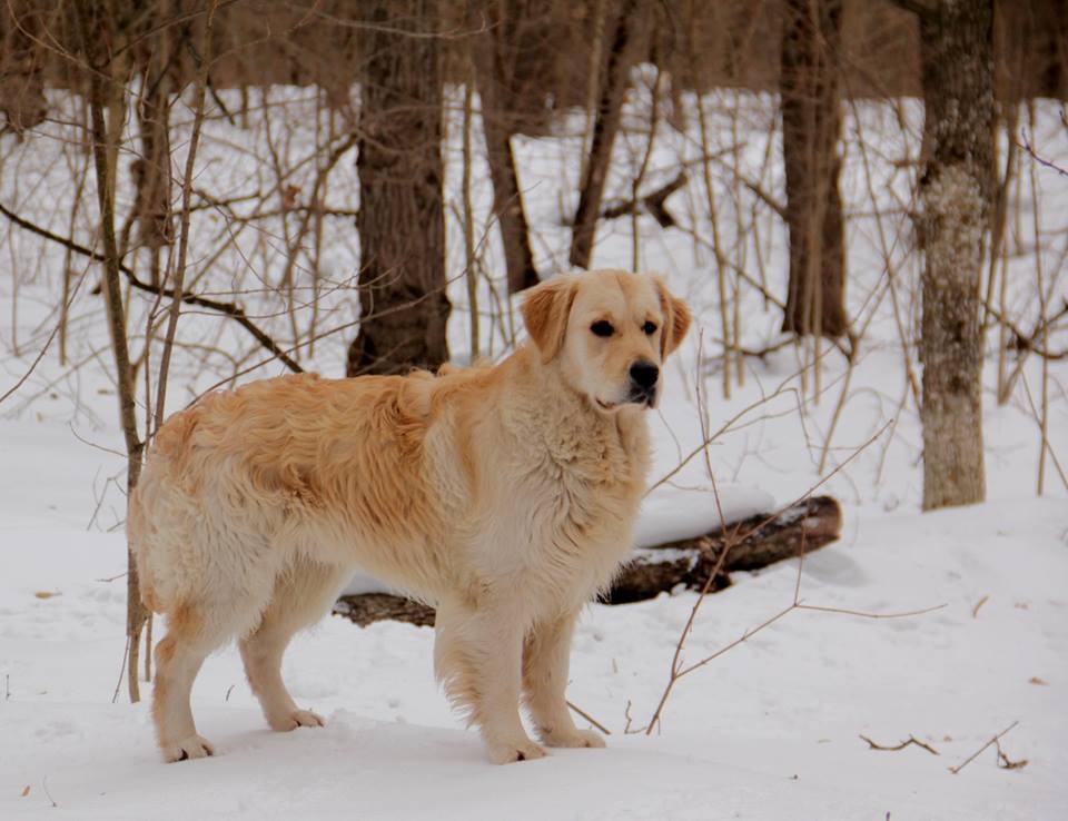 Dog picture