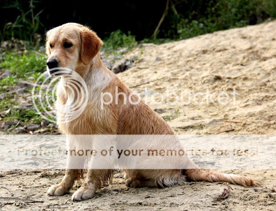 Dog picture