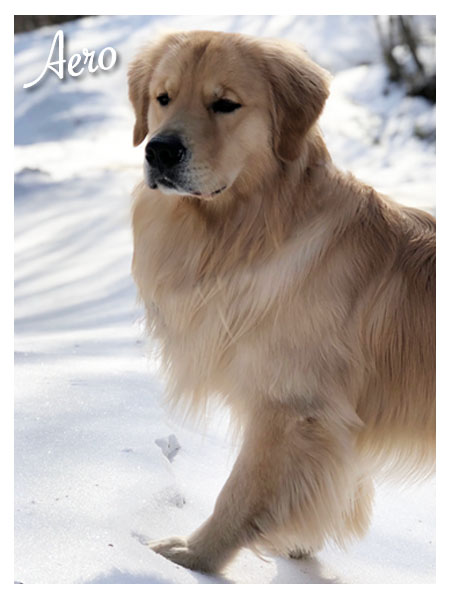 Dog picture