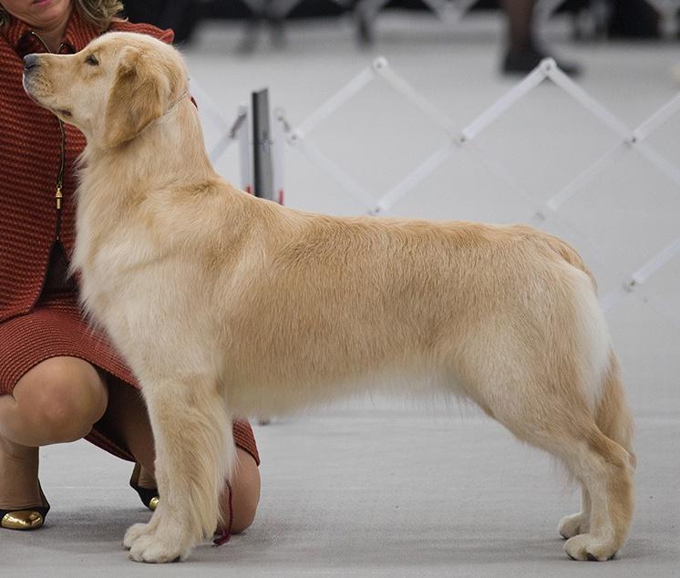 Dog picture