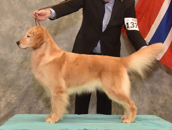 Dog picture