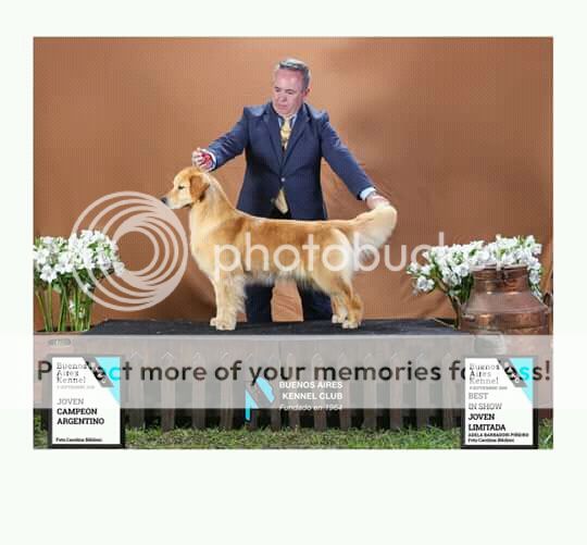 Dog picture