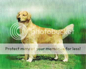 Dog picture