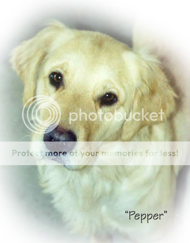 Dog picture