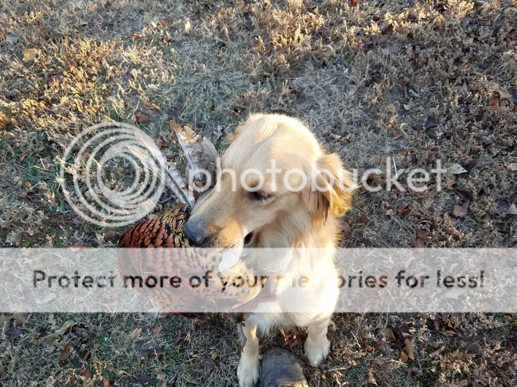 Dog picture