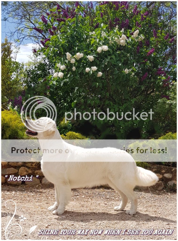 Dog picture