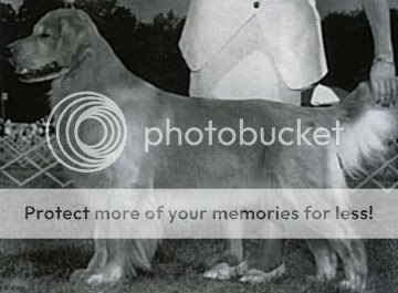 Dog picture