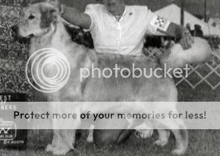 Dog picture