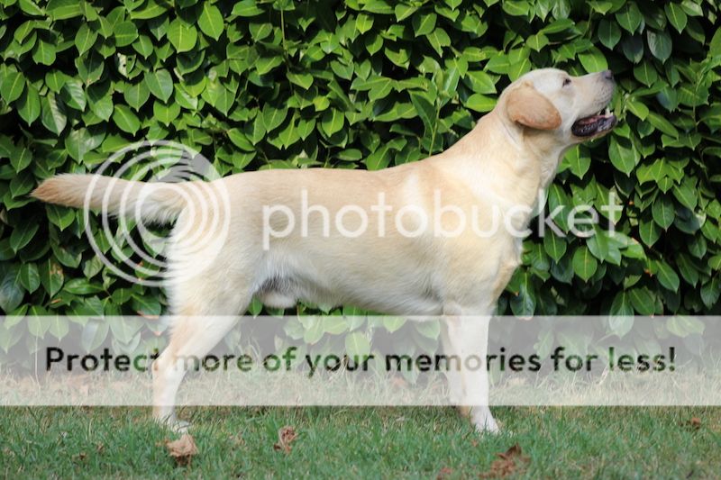 Dog picture