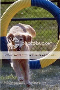 Dog picture