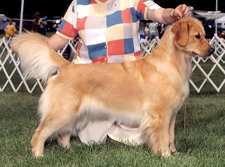 Dog picture